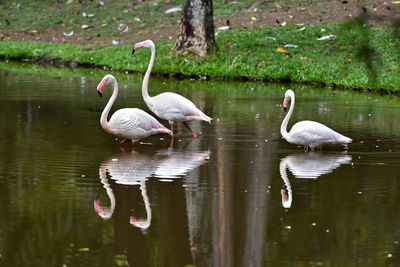 Swans in a lake