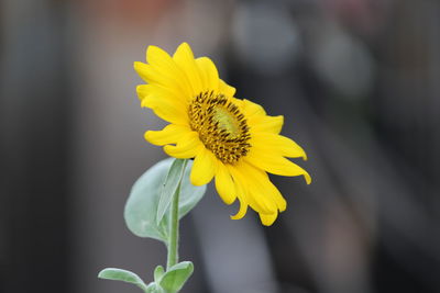 Close-up of yellow flowering plant