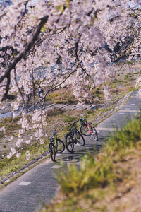 Bicycle parked by tree