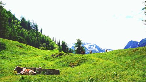 Scenic view of grassy field against sky