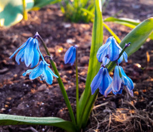 Close-up of blue crocus flowers blooming outdoors