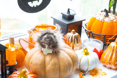 Portrait of woman holding pumpkin