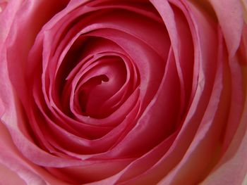 Full frame shot of red rose