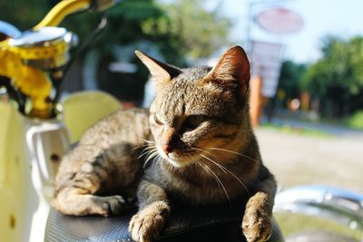Close-up portrait of cat sitting