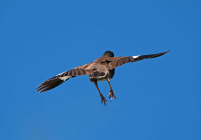 Low angle view of eagle flying against clear blue sky