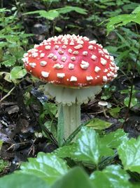 Close-up of fly agaric mushroom on field