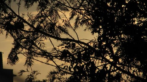 Silhouette of tree at sunset