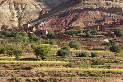 Trees on field by buildings against mountain