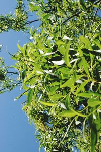 Low angle view of flowering plant against blue sky