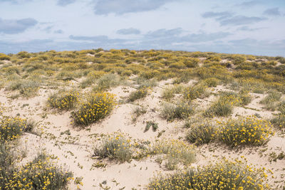 Bushes growing on beach against sky