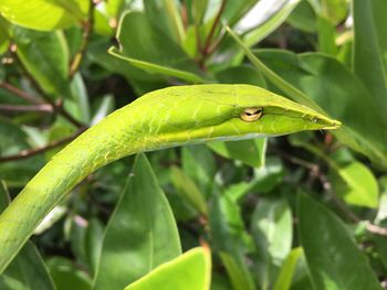 Close-up of insect on leaf