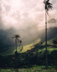 Palm trees on field against sky