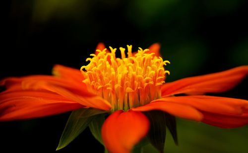 Close-up of orange flower