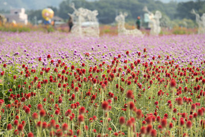 Close-up of red poppy flowers growing in field