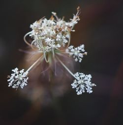 Close-up of white flowers on plant