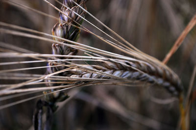 Close-up of leaf