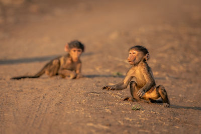 Close-up of monkey