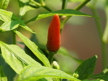 Close-up of red chili peppers on plant