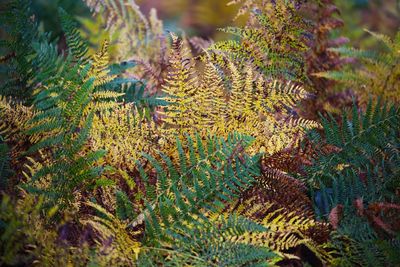 Close-up of fern in forest