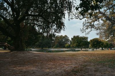 Trees on field