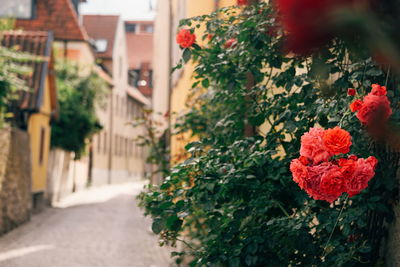 Close-up of flowering plant against building