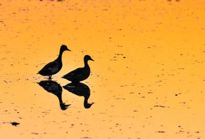 Ducks on sand at lake during sunset