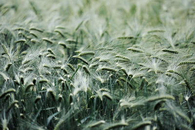 Full frame shot of a wheat field