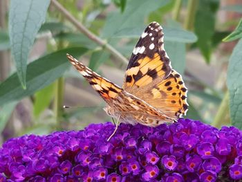 Close-up of butterfly pollinating on purple flower