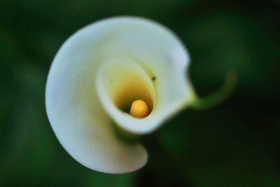 Close-up of white flower