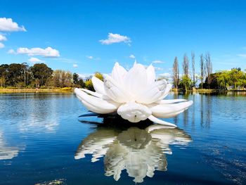 White flowering plants in lake against sky