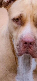 Close-up portrait of dog with eyes at home