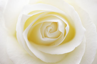 Close-up of white rose