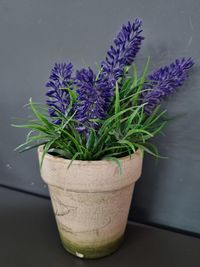 Close-up of potted plant