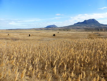 Scenic view of field against sky