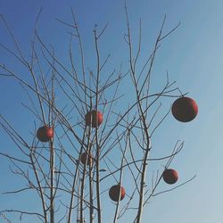 Low angle view of bare trees against blue sky