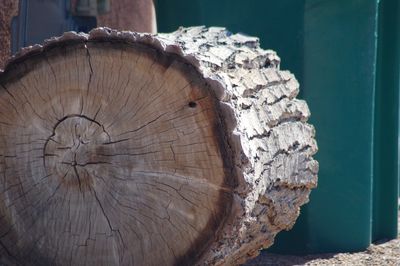 Close-up of tree stump