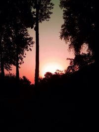 Silhouette of trees at sunset