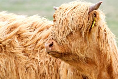 Close-up of a hairy cow