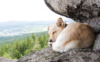 Close-up of dog on rock against sky