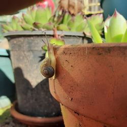 Close-up of snail on potted plant