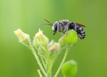 Close-up of insect on flower