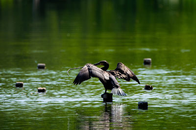 Birds flying over lake