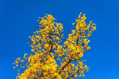 Low angle view of flowering plant against blue sky