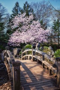 Cherry blossom tree in park