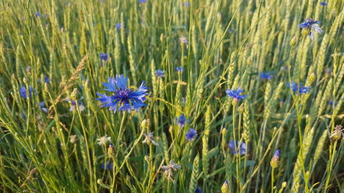 Close-up of purple flowering plants on field