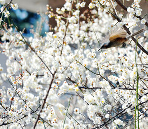 Close-up of white bird perching on branch