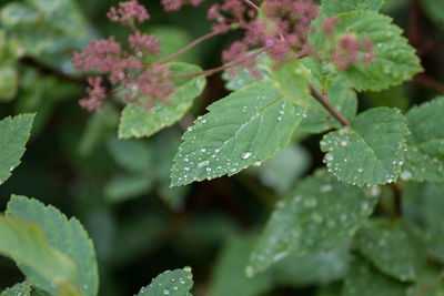 Close-up of water drops on leaf