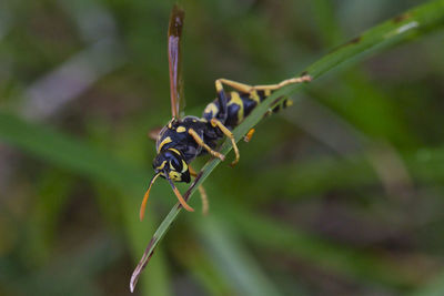 Wasp waiting