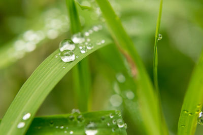 Close-up of water drops on leaf