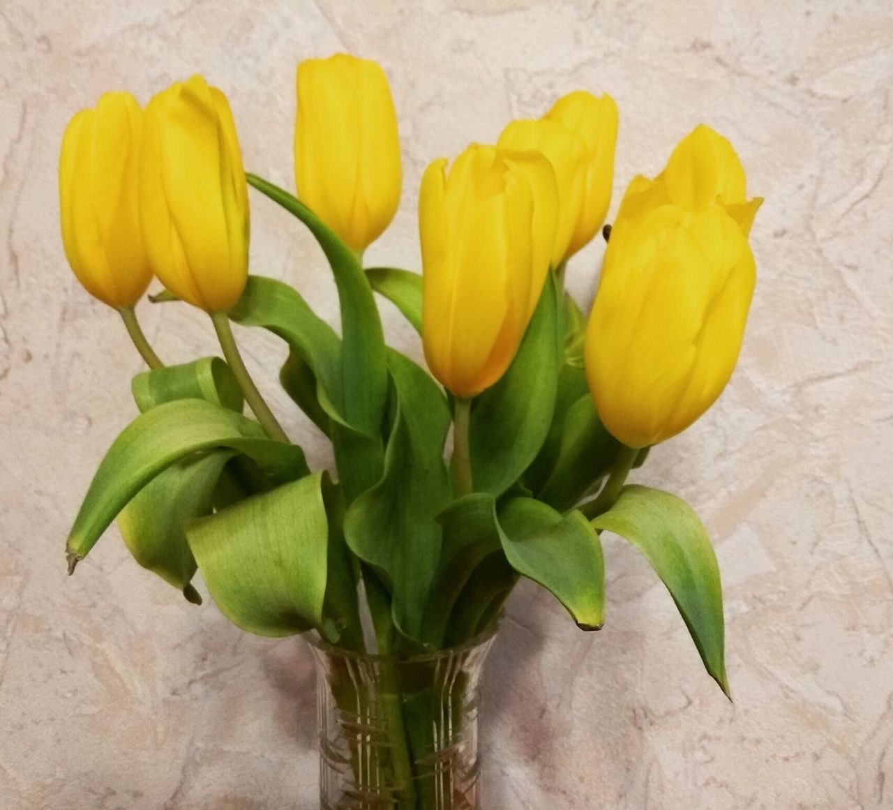 CLOSE-UP OF YELLOW TULIPS IN BLOOM